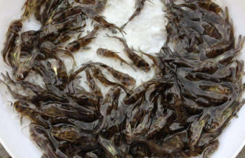 黄优一号黄桑鱼苗黄骨鱼苗厂家直供欢迎实地考察参观
