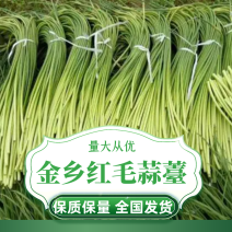 金乡红帽蒜薹一手货源量大从优保质保量代发全国