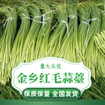 金乡红帽蒜薹一手货源量大从优保质保量代发全国