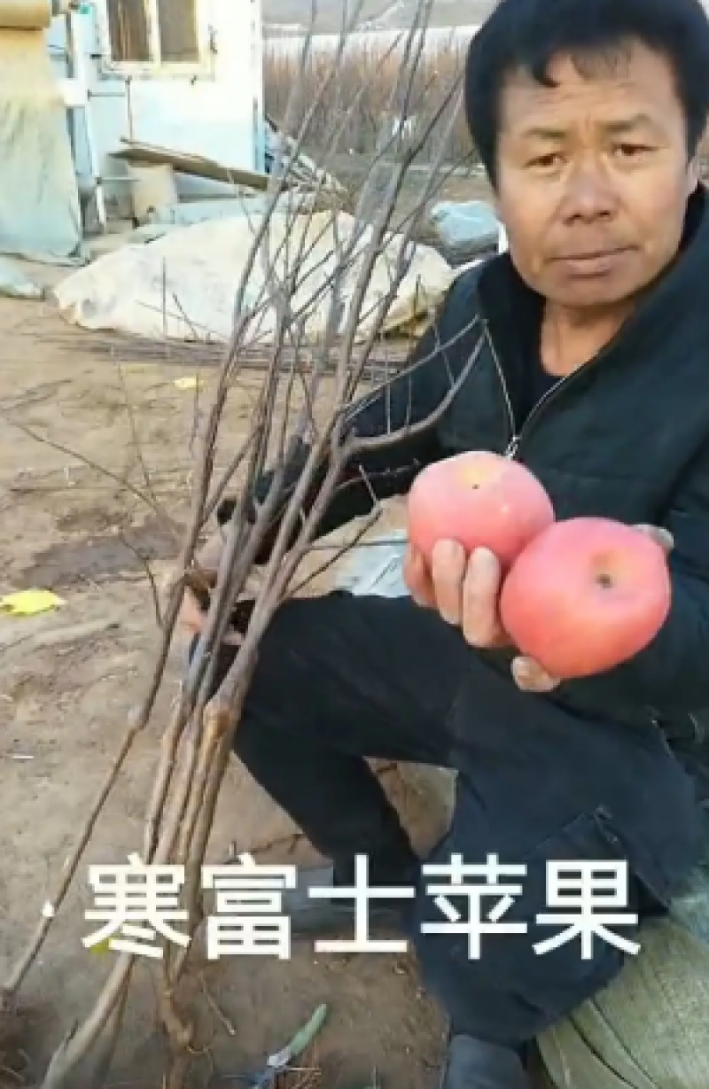 矮化寒富苹果树苗，基地直供，保证纯度，提供技术指导，量大