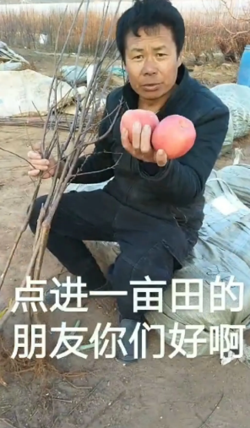 红寒富苹果苗，是寒富芽变苹果苗，口感脆甜，色泽鲜艳