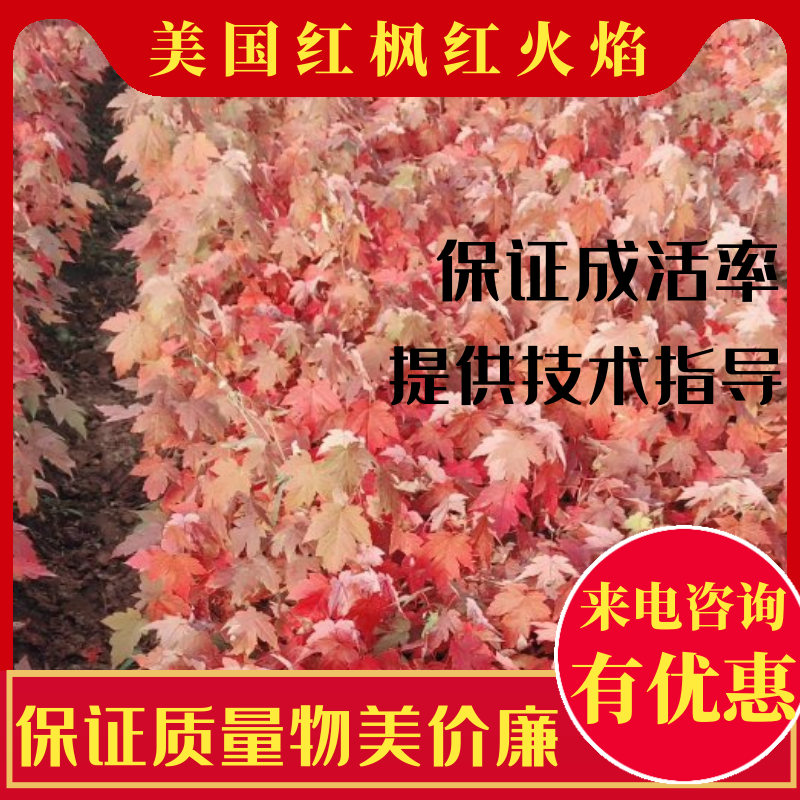 红枫美国红枫秋火焰大量上市快递邮寄欢迎下单质量保证成活率