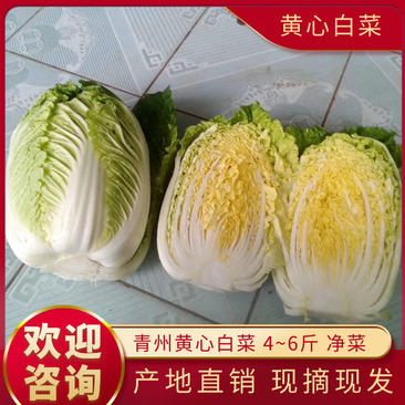 黄心菊锦大白菜4~6斤净菜推荐潍坊青专业团队装车割菜