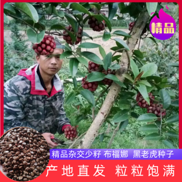 湖南精品杂交少籽布福娜种子，黑老虎种子，原产地直发