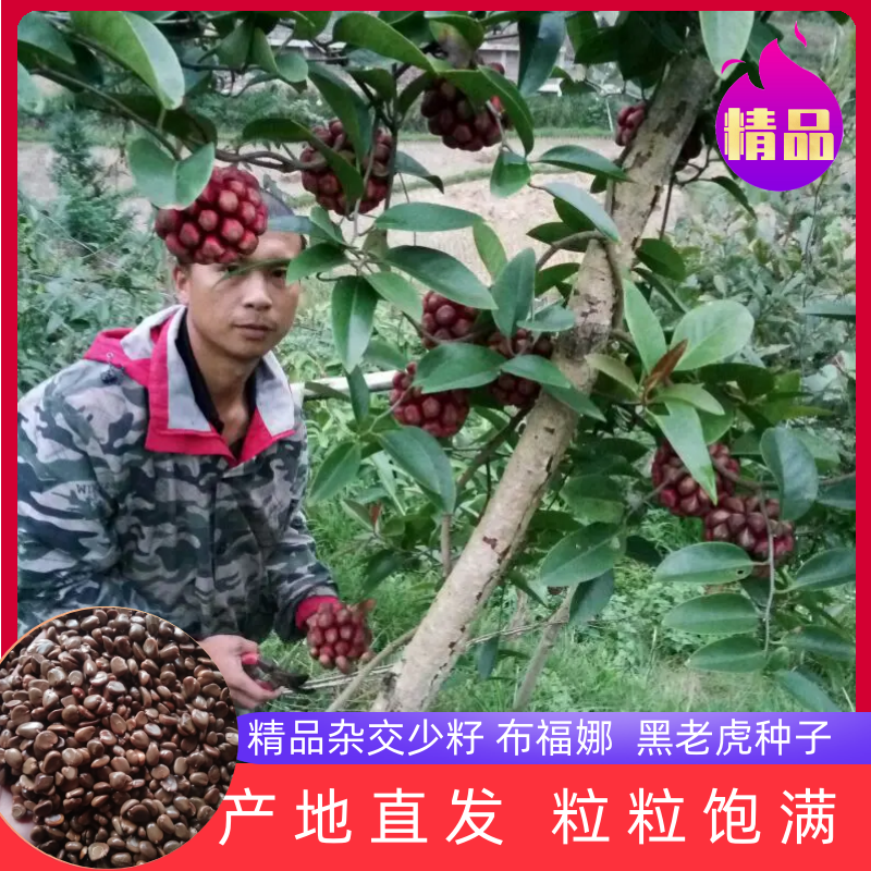 湖南精品杂交少籽布福娜种子，黑老虎种子，原产地直发