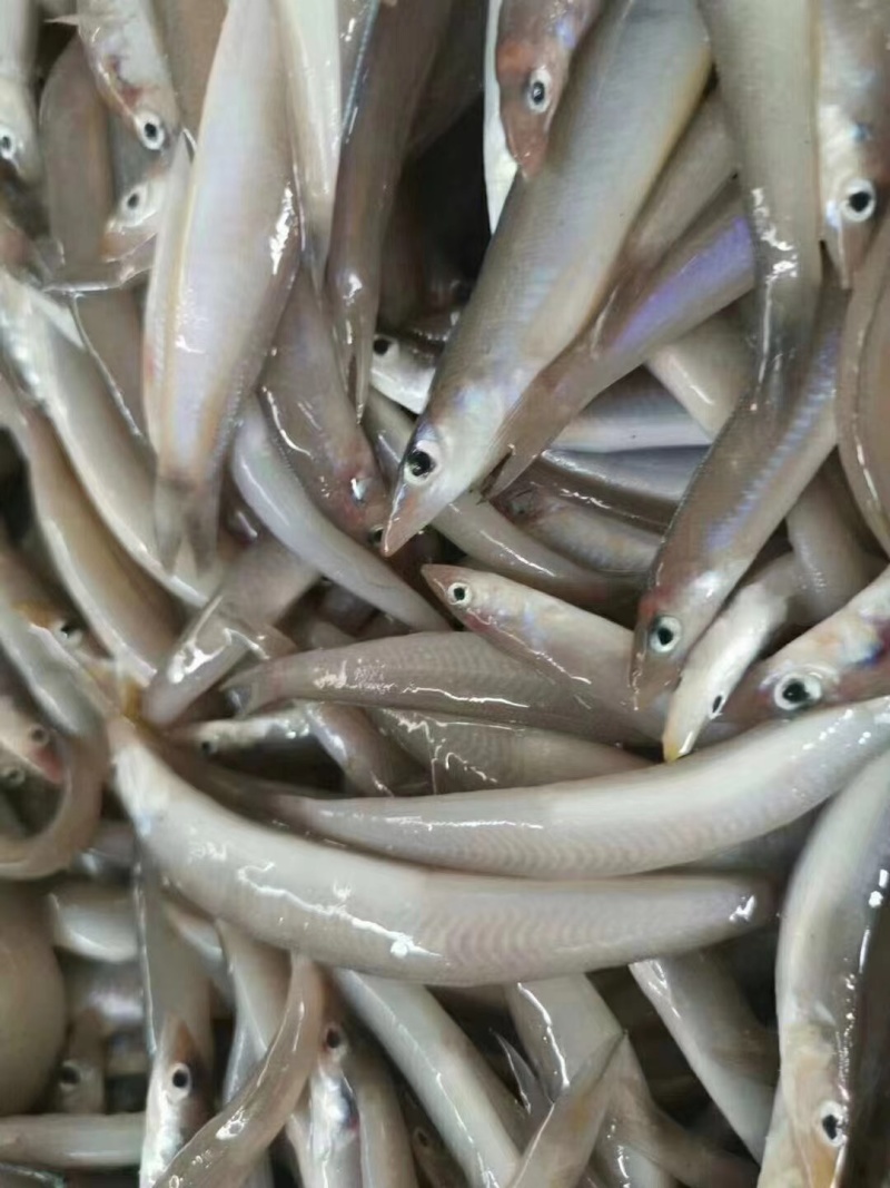海泥鳅、玉筋鱼、沙溜鱼、社区团购、食堂、商超、档口专供