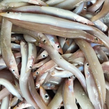 海泥鳅、玉筋鱼、沙溜鱼、社区团购、食堂、商超、档口专供