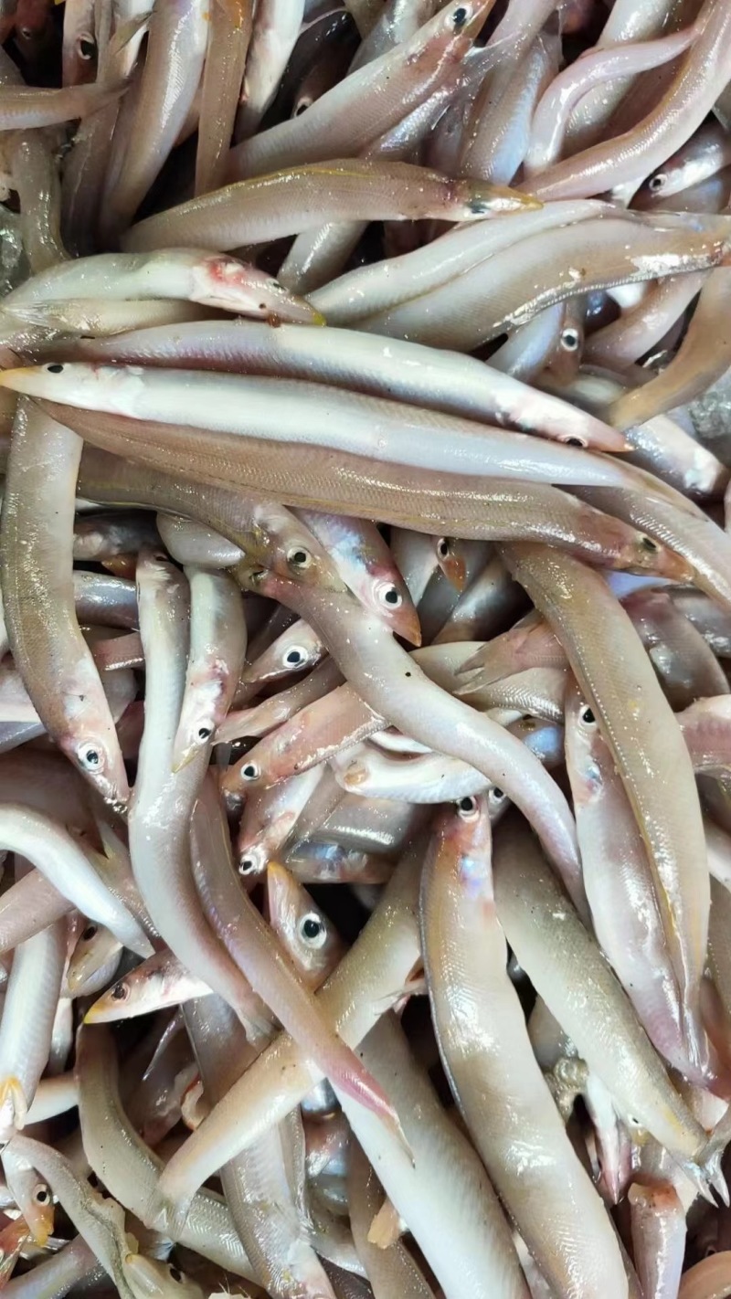 海泥鳅、玉筋鱼、沙溜鱼、社区团购、食堂、商超、档口专供
