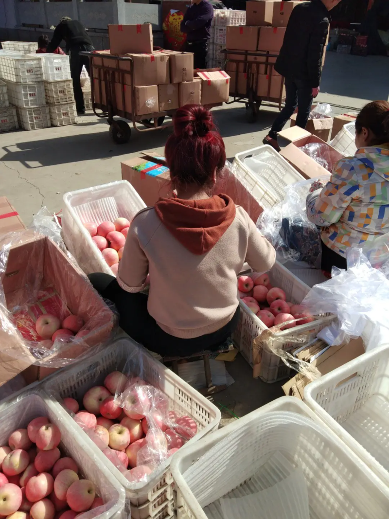 山东优质红富士苹果，果型好大量出库，价格实惠全国发货