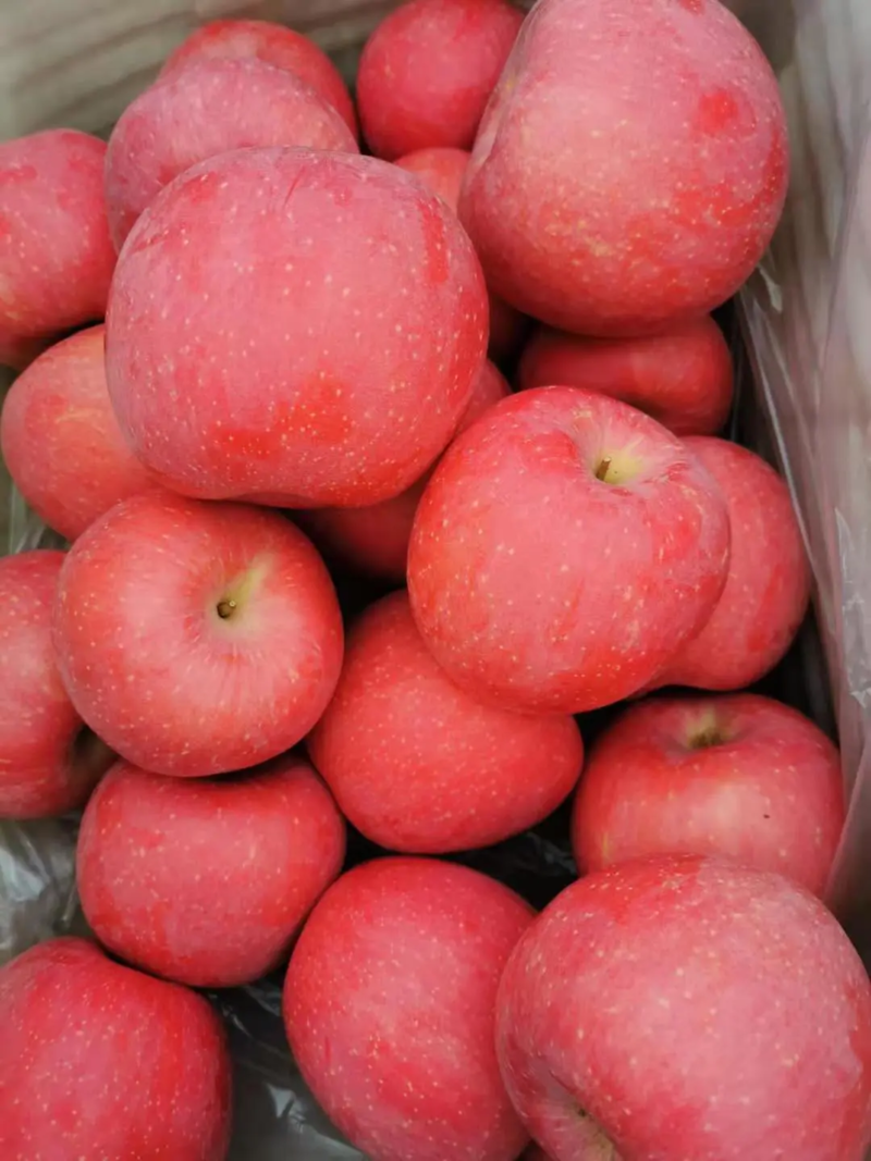 山东优质红富士苹果，果型好大量出库，价格实惠全国发货
