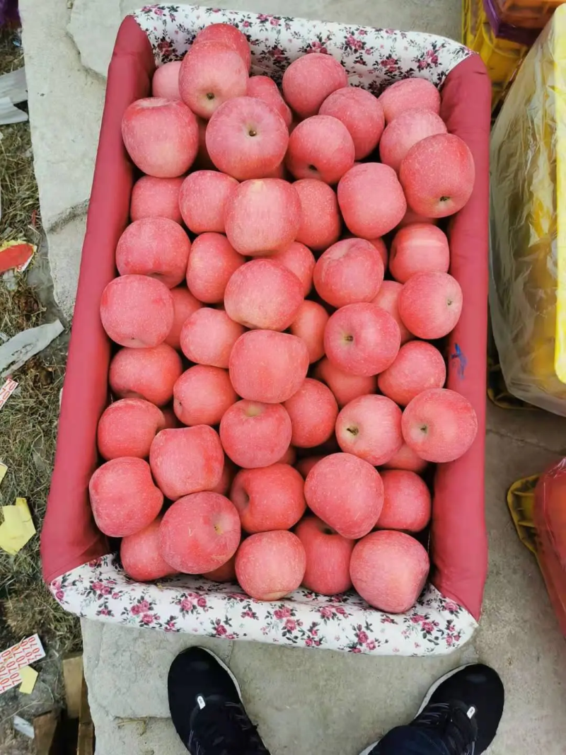 高次优质精品红富士苹果，货源充足规格齐全代发全国