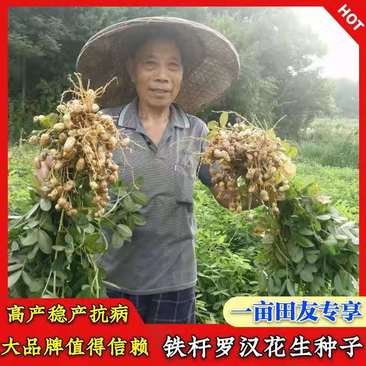 铁杆罗汉花生种子（5斤一袋米）早熟花生种子