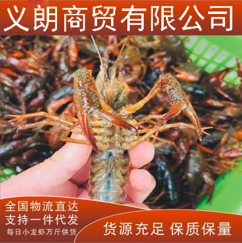 小龙虾潜江义朗优质单6虾七九虾炮头虾