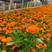 金盏菊（花色鲜艳夺目）产地直供耐寒耐旱庭院，公园适用