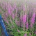 优质千屈菜，株丛整齐花朵繁茂花序长花期长根系发达，