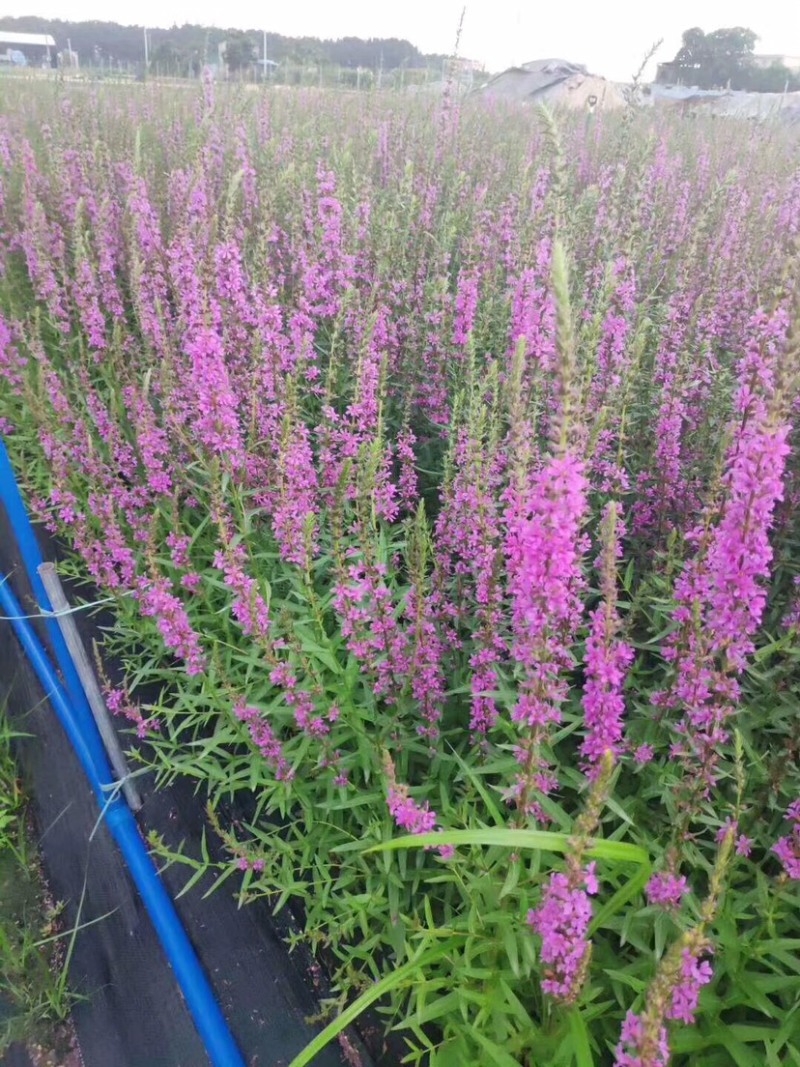 优质千屈菜，株丛整齐花朵繁茂花序长花期长根系发达，