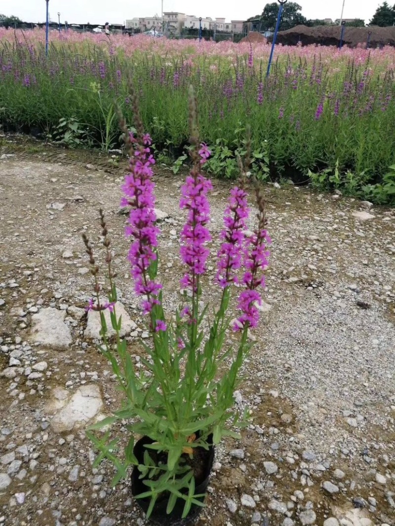 优质千屈菜，株丛整齐花朵繁茂花序长花期长根系发达，