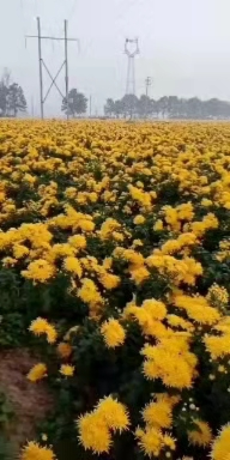 【精选】菊花苗包成活基地直发，一手货源，品种繁多，欢迎采