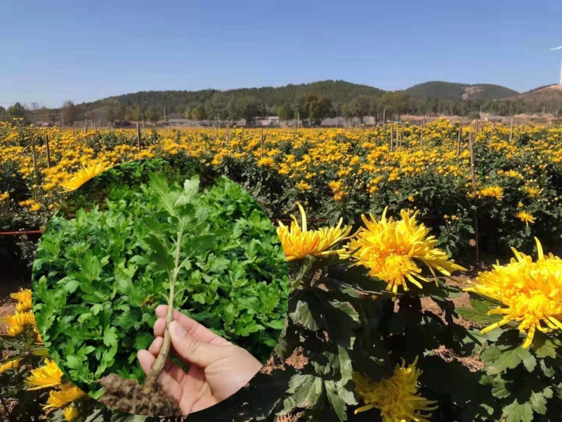 【精选】菊花苗包成活基地直发，一手货源，品种繁多，欢迎采