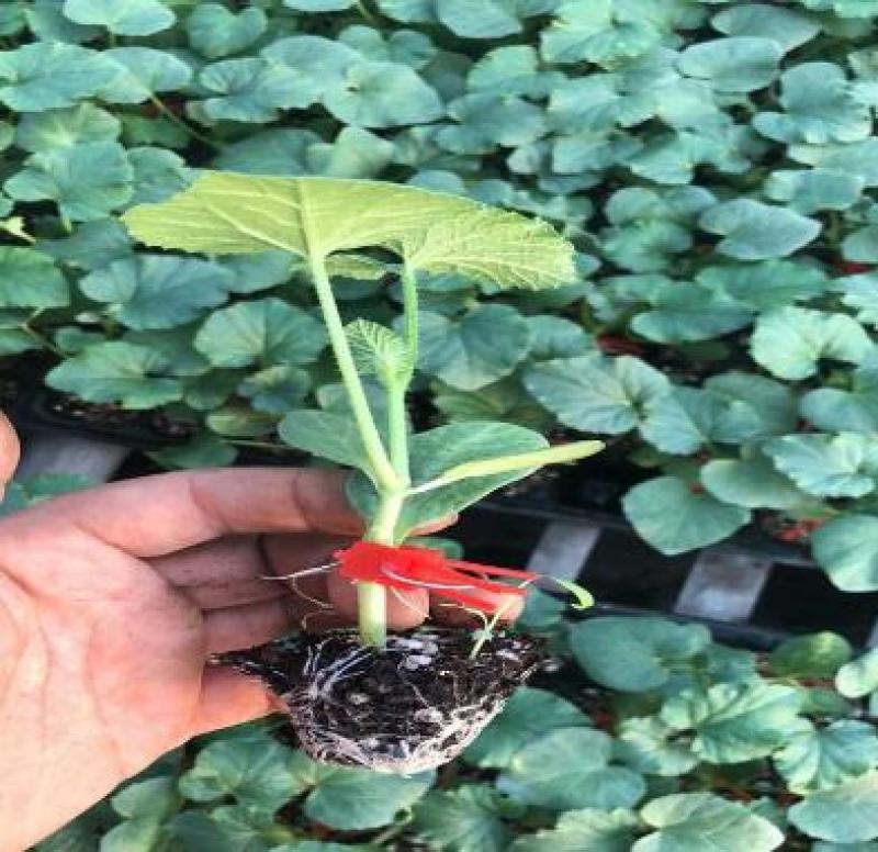 博洋九甜瓜苗代育嫁接甜瓜苗供应甜瓜苗育苗厂价格实惠