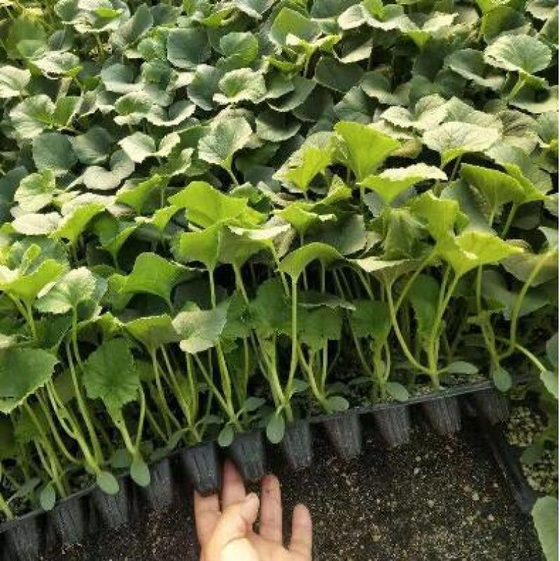 博洋九甜瓜苗代育嫁接甜瓜苗供应甜瓜苗育苗厂价格实惠