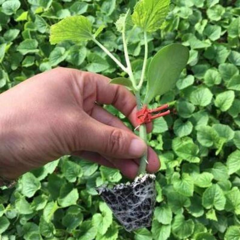 博洋九甜瓜苗代育嫁接甜瓜苗供应甜瓜苗育苗厂价格实惠