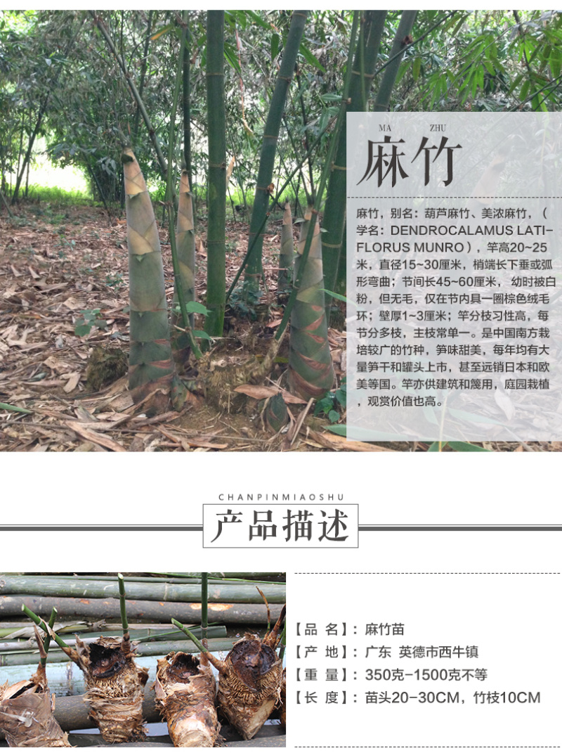 麻竹苗正宗麻竹笋之乡产地麻竹苗产地竹秧苗甜竹苗