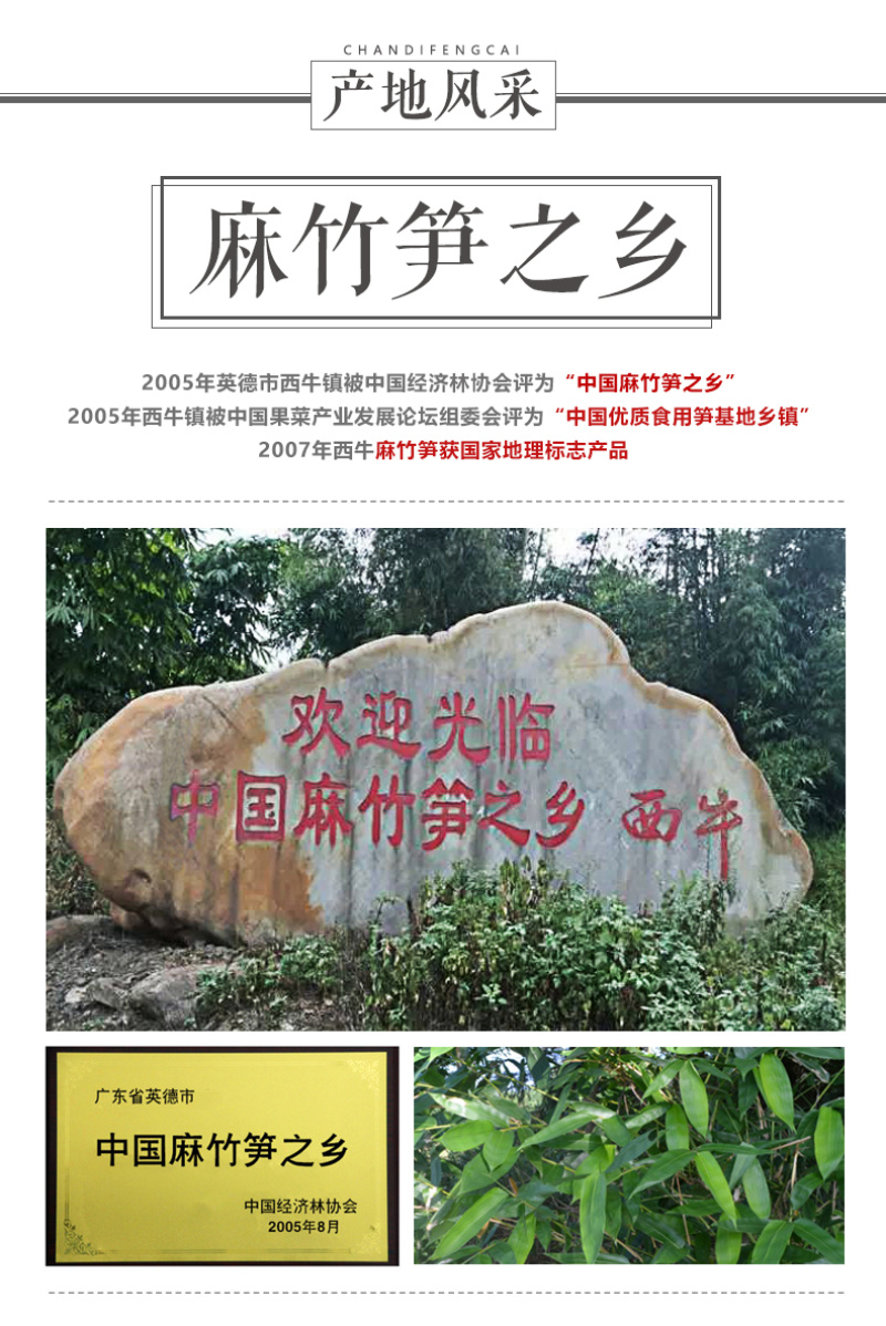 麻竹苗正宗麻竹笋之乡产地麻竹苗产地竹秧苗甜竹苗