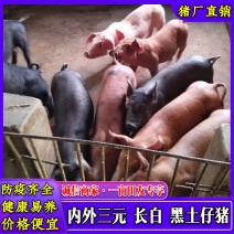 三元仔猪，健康活泼，大型猪场直供，防疫严格