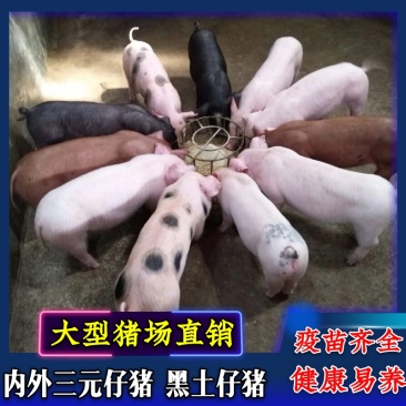 猪场直发仔猪、内外三元，防疫齐全，活泼健康