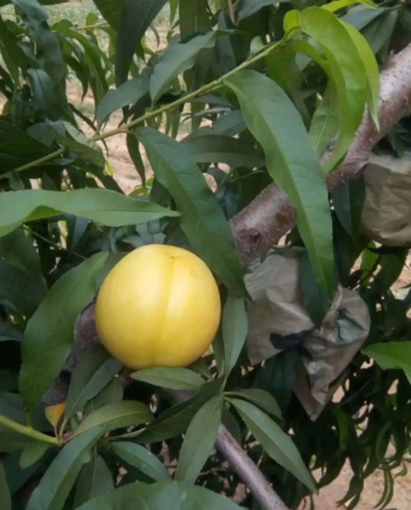 黄麻子桃优质树苗耐寒品种单果重半个以上口感甜脆