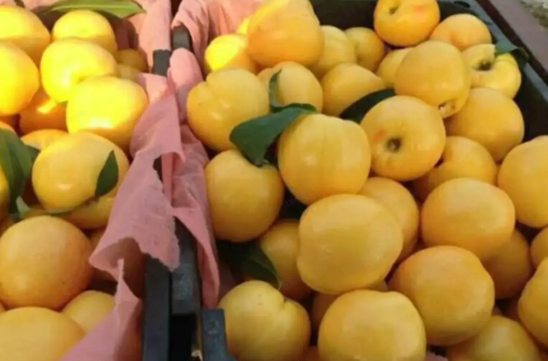 黄麻子桃优质树苗耐寒品种单果重半个以上口感甜脆