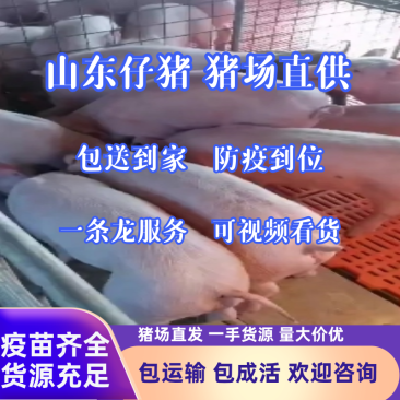 浙江猪苗三元仔猪仔，仔猪价格，行情好价格优疫苗齐全