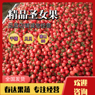 【优】圣女果粉贝贝圆粉千禧釜山88大量上市可对接批发市场