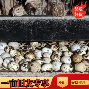 鹌鹑蛋手工捡蛋减去胶框重量足斤供应价位随当天行情支持一件