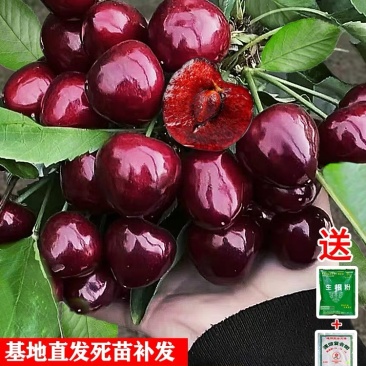 车厘子树苗四季果树果苗南方北方种植嫁接樱桃树苖盆栽当年结