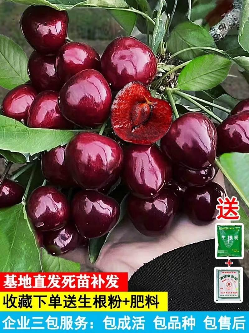 车厘子树苗四季果树果苗南方北方种植嫁接樱桃树苖盆栽当年结