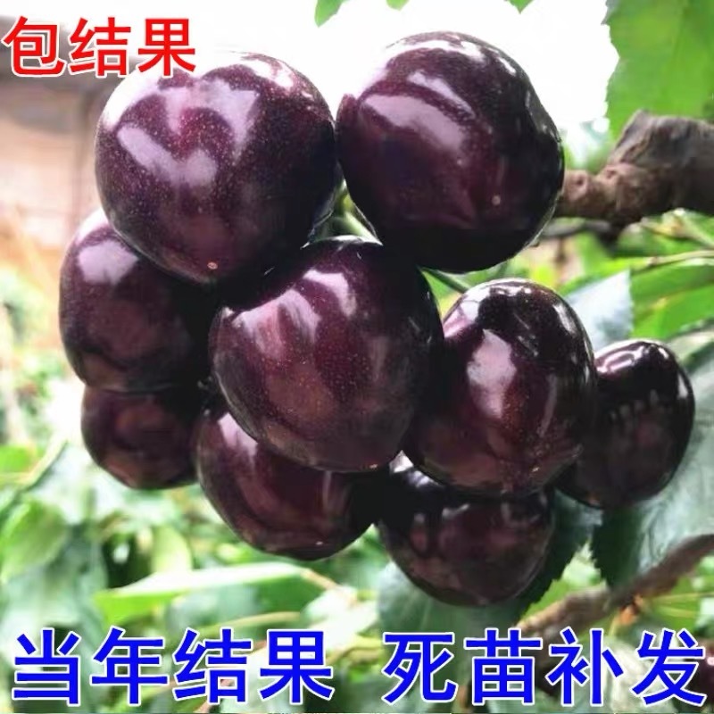 车厘子树苗四季果树果苗南方北方种植嫁接樱桃树苖盆栽当年结