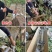 车厘子树苗四季果树果苗南方北方种植嫁接樱桃树苖盆栽当年结