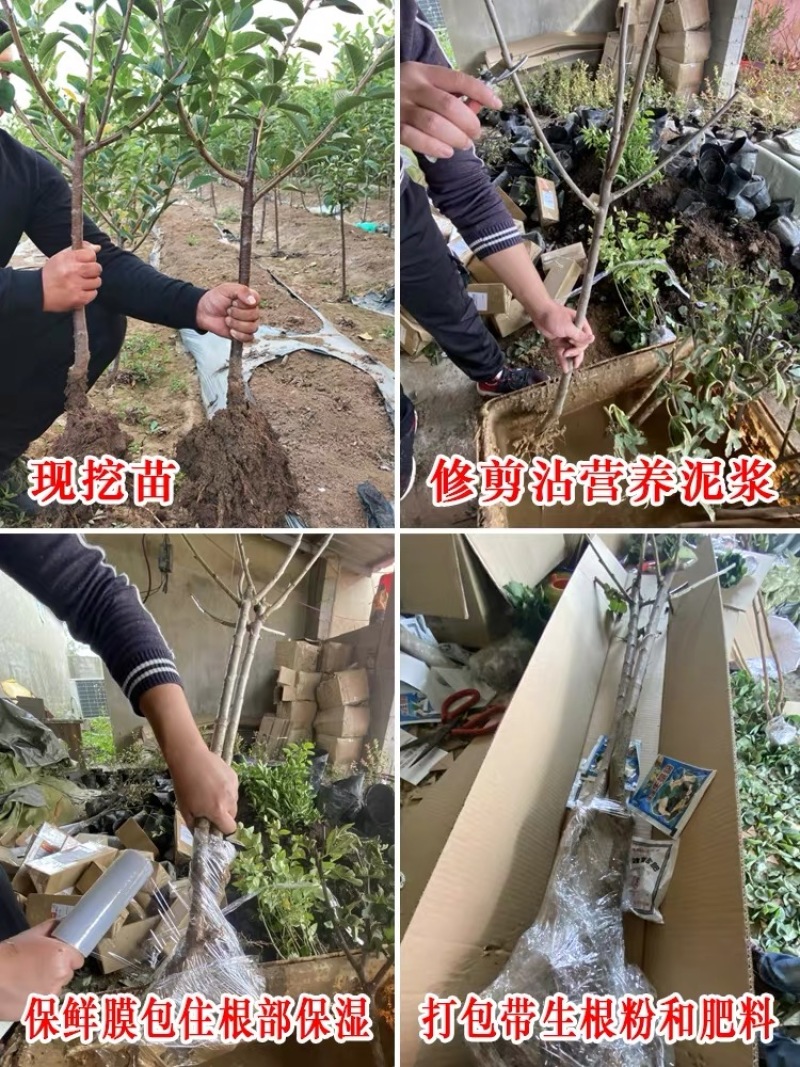 车厘子树苗四季果树果苗南方北方种植嫁接樱桃树苖盆栽当年结