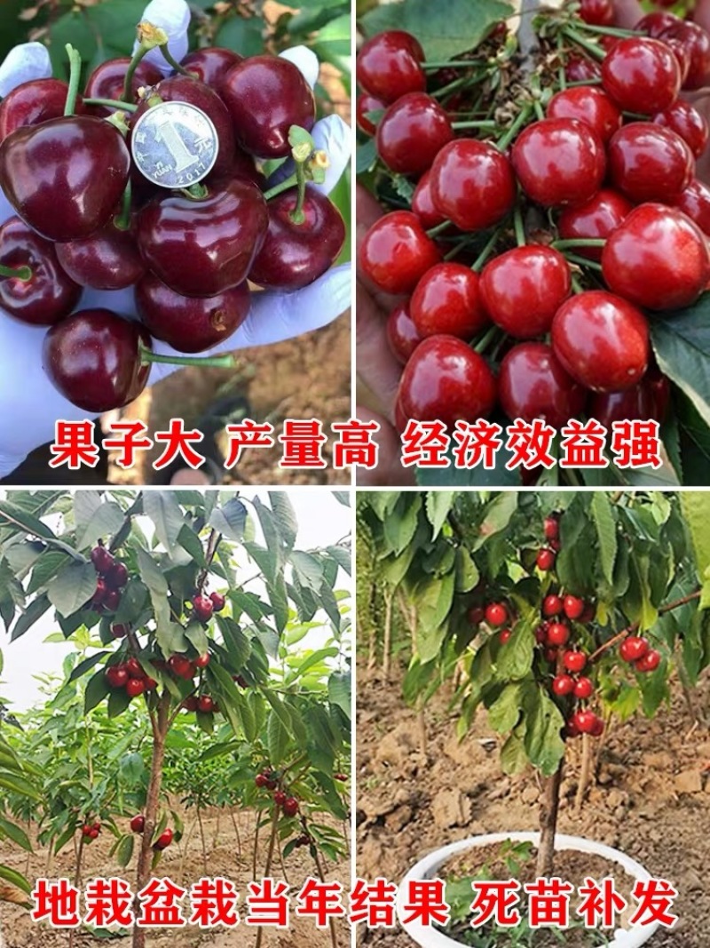 车厘子树苗四季果树果苗南方北方种植嫁接樱桃树苖盆栽当年结