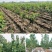 车厘子树苗四季果树果苗南方北方种植嫁接樱桃树苖盆栽当年结