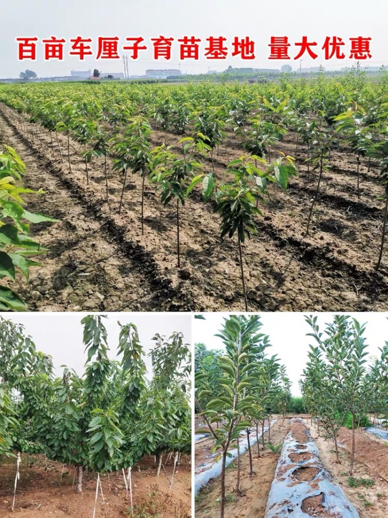 车厘子树苗四季果树果苗南方北方种植嫁接樱桃树苖盆栽当年结