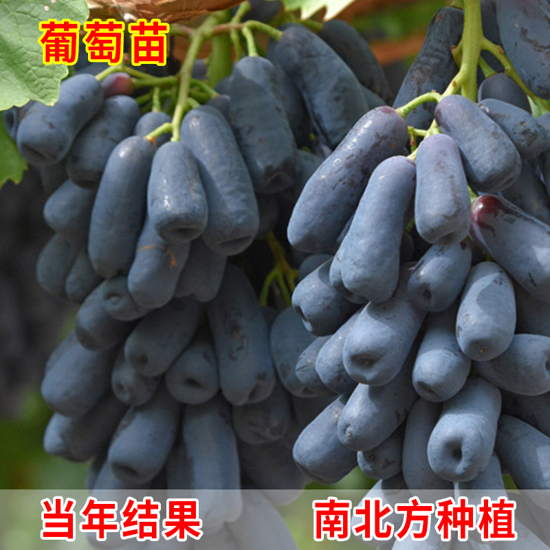 蓝宝石葡萄苗果树苗葡萄树苗特大爬藤盆栽南北方四季种植当年