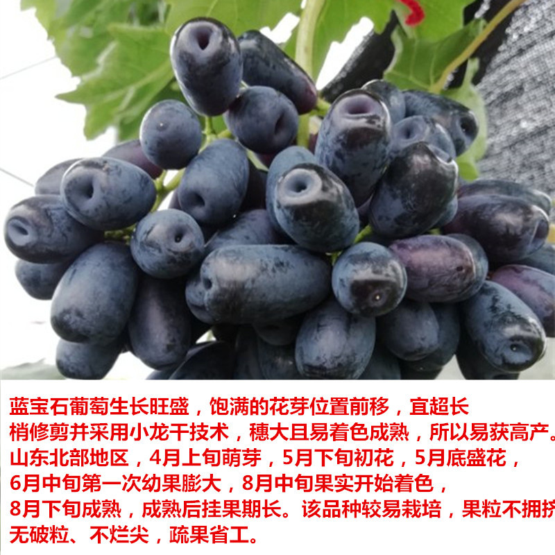 蓝宝石葡萄苗果树苗葡萄树苗特大爬藤盆栽南北方四季种植当年