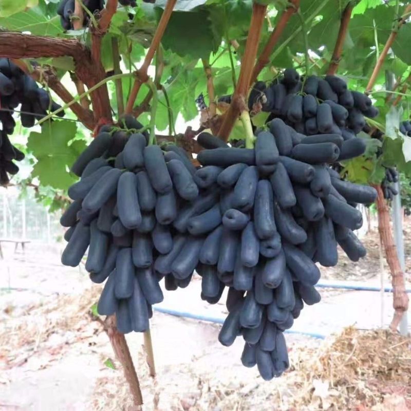 蓝宝石葡萄苗果树苗葡萄树苗特大爬藤盆栽南北方四季种植当年