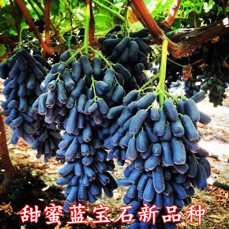 蓝宝石葡萄苗果树苗葡萄树苗特大爬藤盆栽南北方四季种植当年