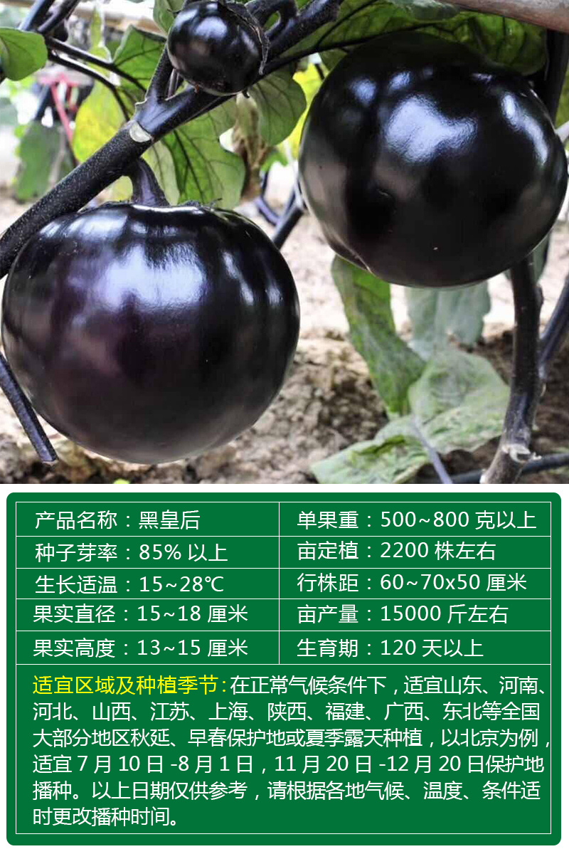【牛商】黑圆茄种子黑皇后紫黑皮有光泽生吃水嫩甜不麻嘴