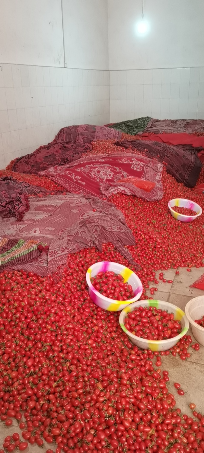 云南精品圣女果新鲜酸甜新鲜采摘一件代发