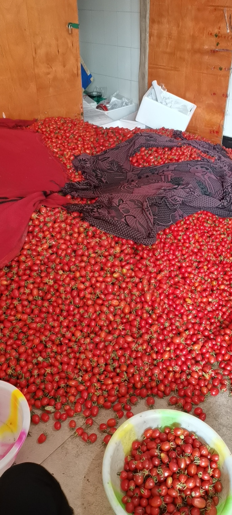 云南精品圣女果新鲜酸甜新鲜采摘一件代发